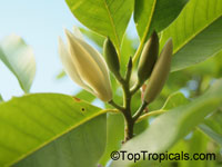 Magnolia x Alba, Michelia x Alba, White Champak, Pak-Lan, Banana Shrub, Cempaka Putih, Bai Yu Lan ( white-jade flower), Bai Yu Lan, Safa

Click to see full-size image