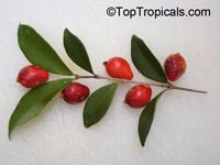 Eugenia reinwardtiana, Beach Cherry, Cedar Bay Cherry

Click to see full-size image