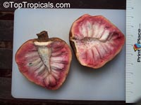 Annona reticulata, Custard Apple (Chirimoya - Cuba), Corazon

Click to see full-size image