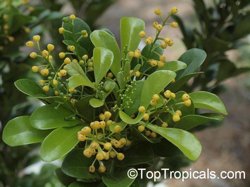 Aglaia odorata, Chinese Perfume Plant, flowers