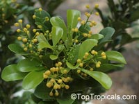 Aglaia odorata, Chinese Perfume Plant, Chinese Rice Flower, Mock Lemon

Click to see full-size image