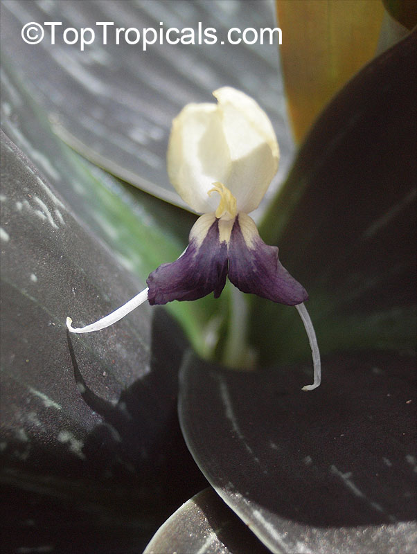 Kaempferia sp., Resurrection Lily