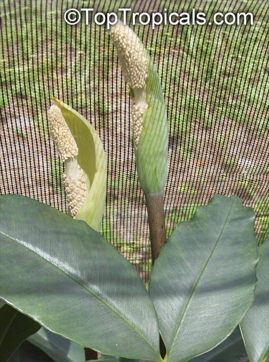 Amorphophallus glaucophyllus, Voodoo Plant