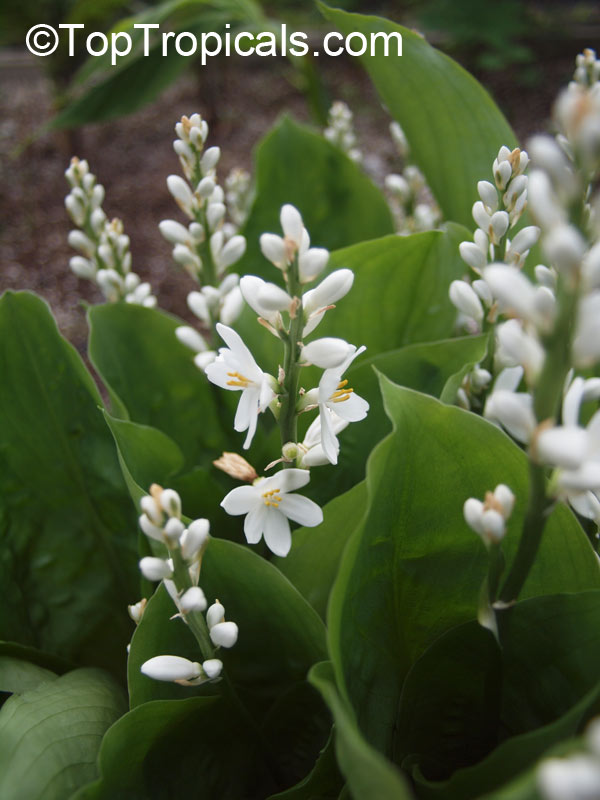 Peliosanthes javanica, Tropical Lily of the Valley