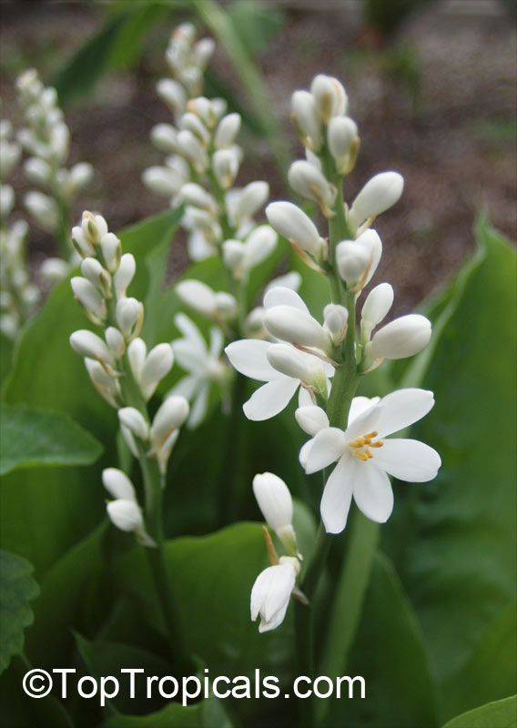 Peliosanthes javanica, Tropical Lily of the Valley