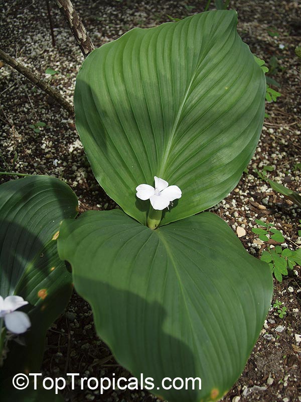 Kaempferia sp., Resurrection Lily