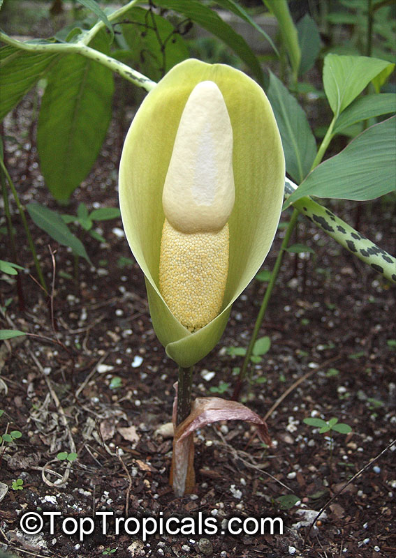 Amorphophallus symonianus, Voodoo Lily