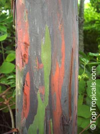 Eucalyptus deglupta , Rainbow Eucalyptus, Mindanao Gum, Rainbow Gum

Click to see full-size image