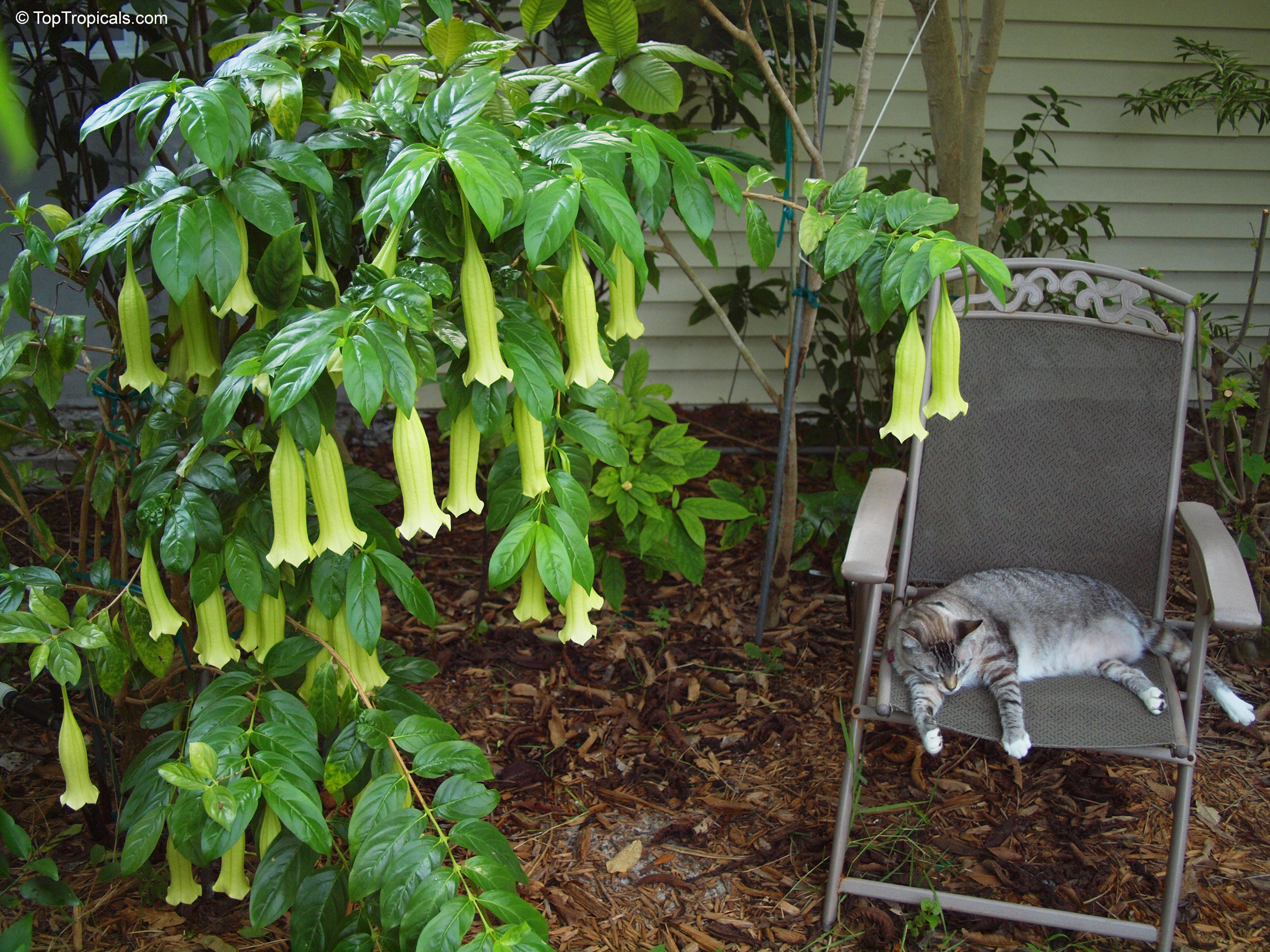 Cubanola domingensis (Cubanola) yellow trumpet flowers hanging down near a cat sleeping on a chair. Cubanola domingensis (Cubanola) with yellow trumpet flowers hanging from branches on a green plant