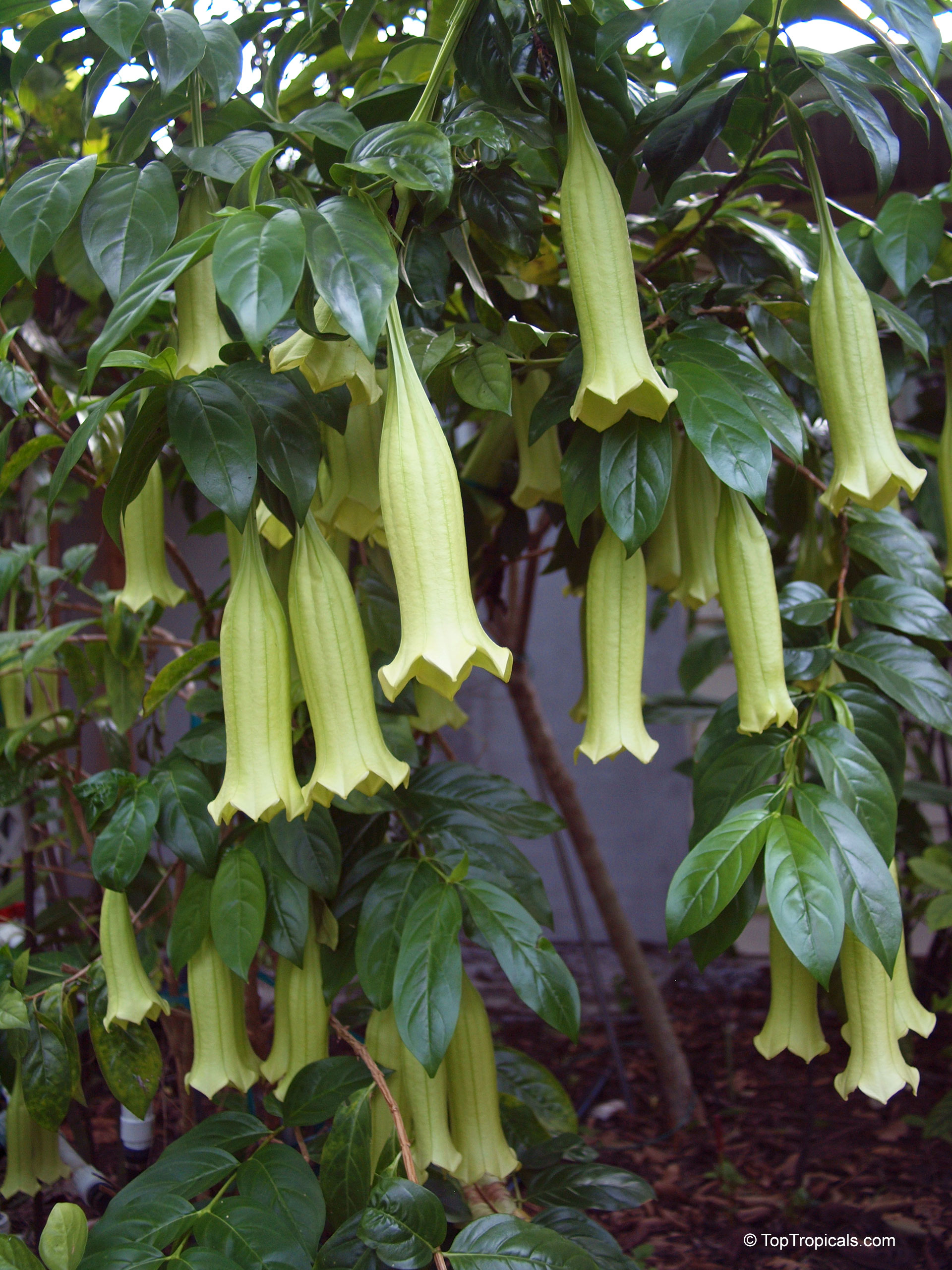 Cubanola domingensis (Cubanola) yellow trumpet flower clusters hang down among deep green glossy leaves. Cubanola domingensis (Cubanola) with yellow trumpet flower hanging from green foliage on the plant.