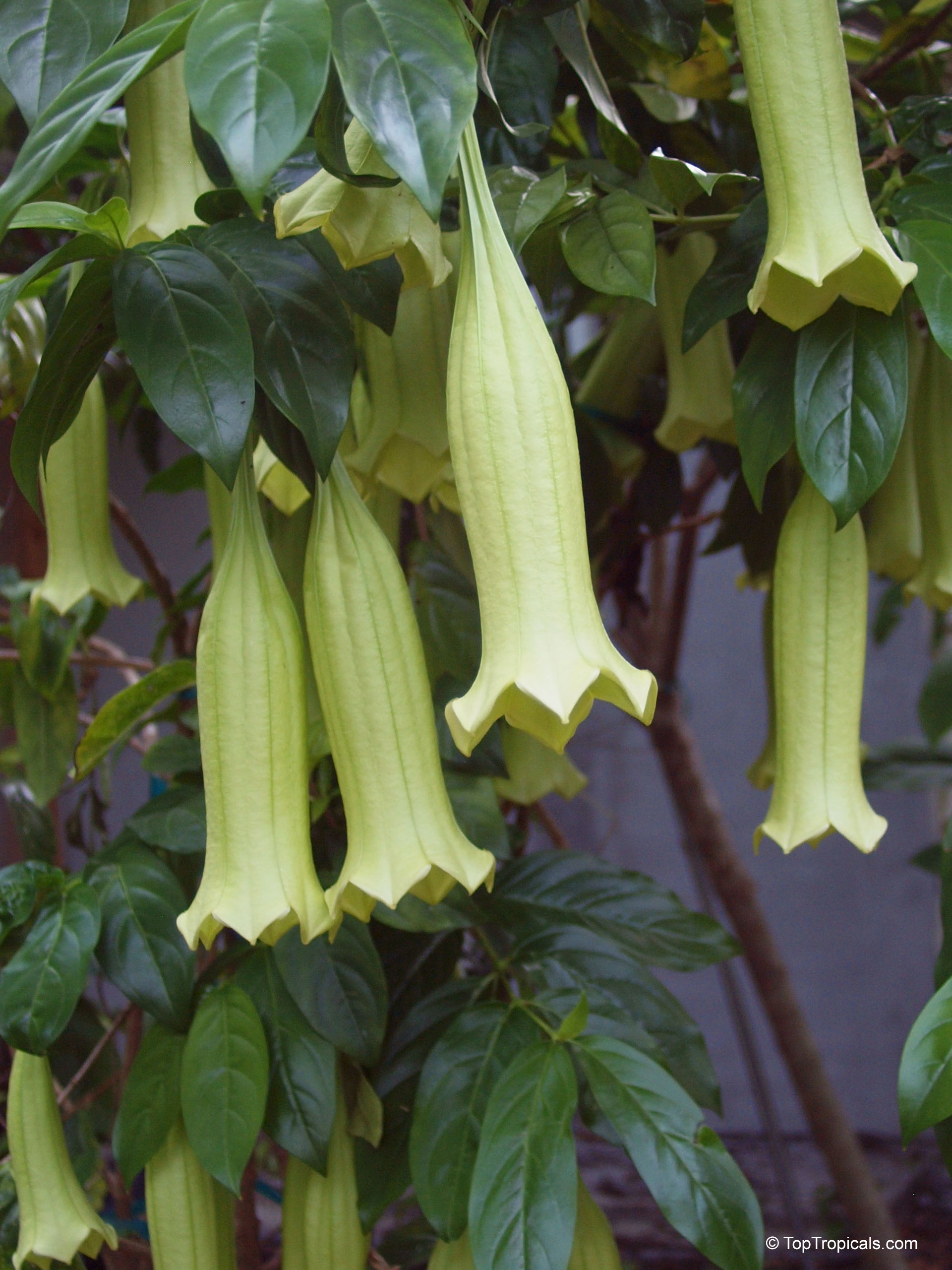 Cubanola domingensis (Cubanola) with long yellow trumpet flower hanging from thick stems and dark leaves. Cubanola domingensis (Cubanola) with yellow trumpet flower hanging down from lush green leaves close up