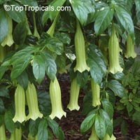 Cubanola domingensis, Portlandia domingensis, Cubanola, Tree Lily, Campanita Criolla

Click to see full-size image