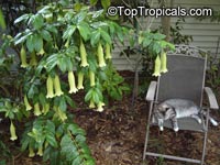 Cubanola domingensis, Portlandia domingensis, Cubanola, Tree Lily, Campanita Criolla

Click to see full-size image