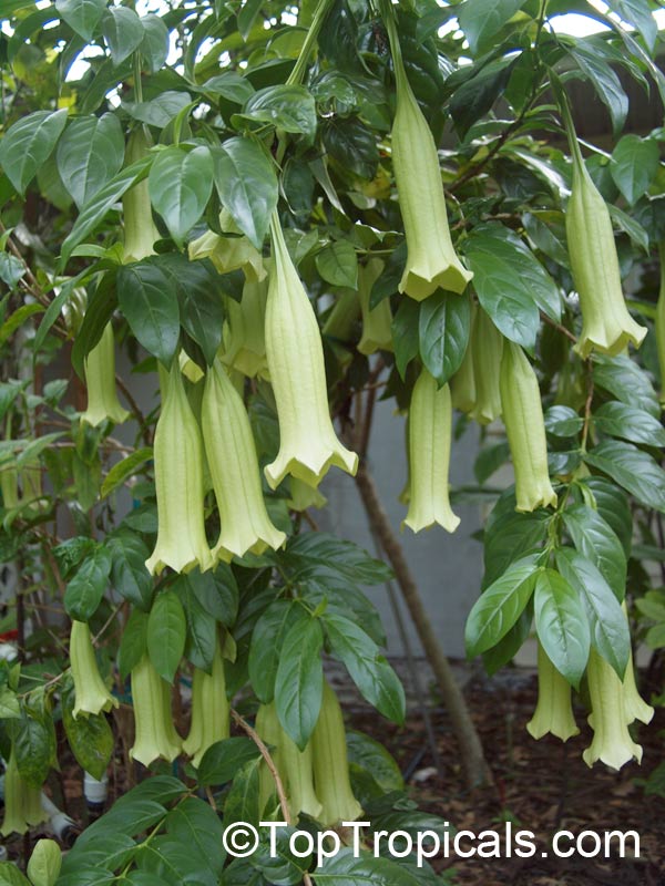 Portlandia plant in bloom