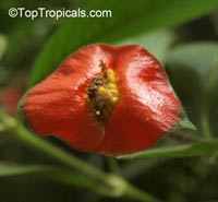 Psychotria poeppigiana, Hot Lips, Labios Ardientes

Click to see full-size image
