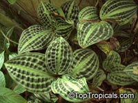 Geogenanthus poeppigii, Geogenanthus undatus, Seersucker Plant

Click to see full-size image