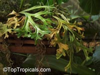 Pyrrosia longifolia, Long Felt Fern

Click to see full-size image