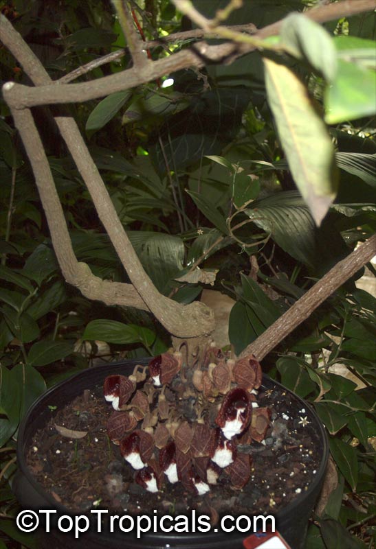 Aristolochia arborea , Aristolochia Tree