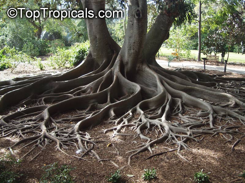 Ficus macrophylla, Ficus macrocarpa, Ficus magnolioides, Moreton Bay Fig