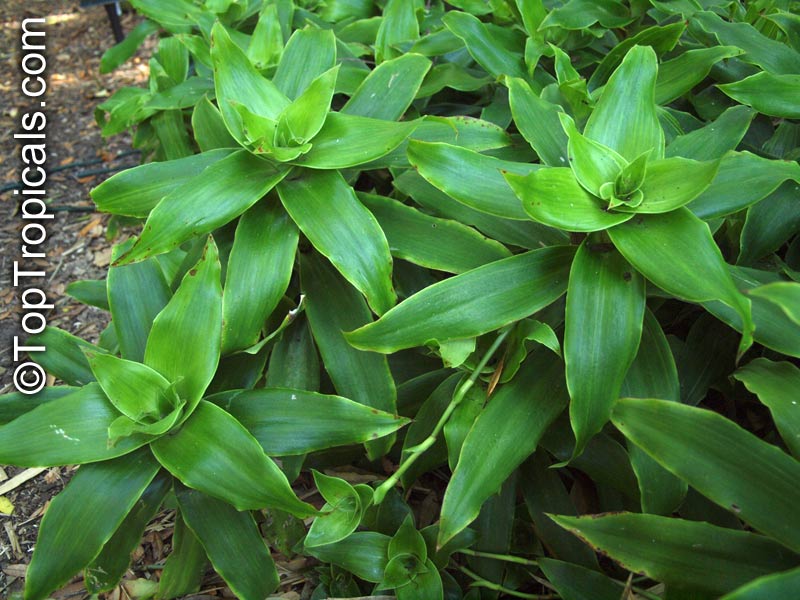 Callisia fragrans, Golden Tendril 