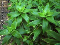 Callisia fragrans, Spironema fragrans, Basket Plant, Golden tendril, Russian Holistic Medicinal Plant

Click to see full-size image