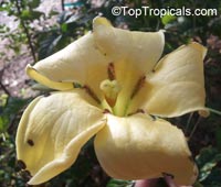 Euclinia longiflora, Randia macrantha, Angel's Trumpets, Tree Gardenia

Click to see full-size image