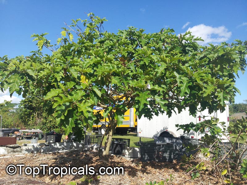 Solanum macranthum, Solanum wrightii, Giant Potato Tree