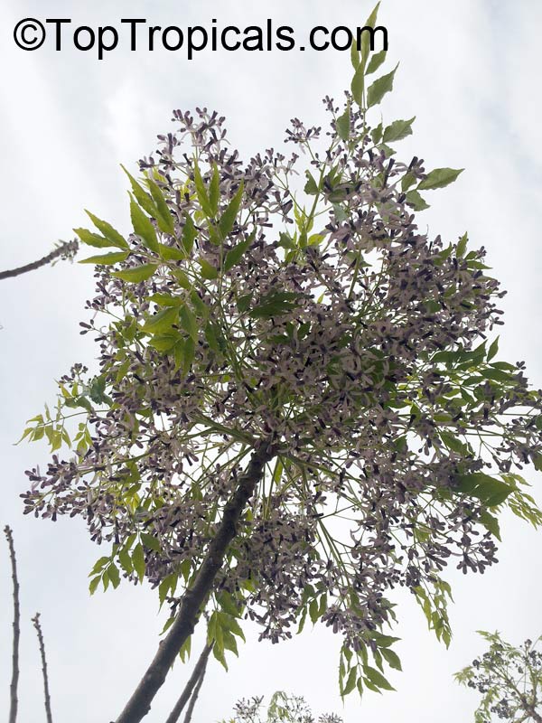 Melia azedarach, Chinaberry Tree, Indian Lilac, Pride of India, White Cedar