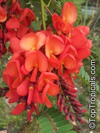Sesbania punicea (Сесбания пурпурно-красная) - растение