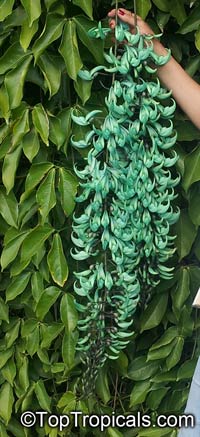 Strongylodon macrobotrys - Jade vine

Click to see full-size image