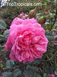 Rosa (double flower) , Rose

Click to see full-size image