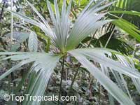 Carludovica palmata, Panama Hat Plant, Toquilla Palm

Click to see full-size image