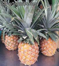 Pineapple fruit plant Sugar Loaf, Ananas comosus

Click to see full-size image