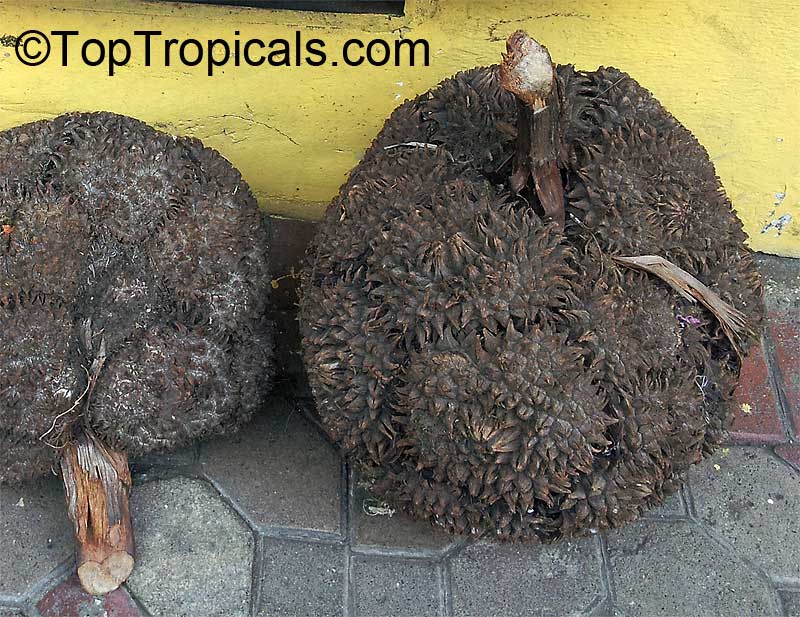 Phytelephas sp., Ivory-nut Palm, Tagua Palm