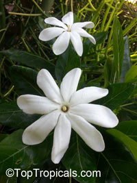 Gardenia taitensis Tiare Tahiti, Tahiti Gardenia, Star of Tahiti

Click to see full-size image