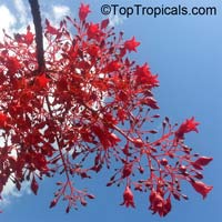 Brachychiton acerifolius, Flame Tree