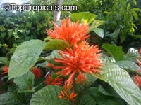 Justicia chrysostephana, Cyrtanthera chrysostephana, Jacobinia chrysostephana , Orange Flame Justicia

Click to see full-size image