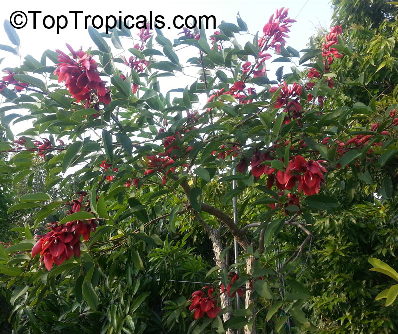 Erythrina crista galli, Erythrina laurifolia, Cry Baby Tree, Cockspur Coral Tree, Cock's Comb Coral Tree