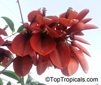 Erythrina crista galli, Erythrina laurifolia, Cry Baby Tree, Cockspur Coral Tree, Cock's Comb Coral Tree

Click to see full-size image