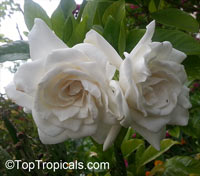 Gardenia jasminoides, Gardenia augusta, Bush Gardenia, Cape Jasmine, Bunga Cina