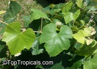 Vitis cinerea, Winter Grape, Possum Grape, Graybark Grape

Click to see full-size image