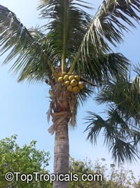 Cocos nucifera, Coconut Palm, Coco-do-baia

Click to see full-size image