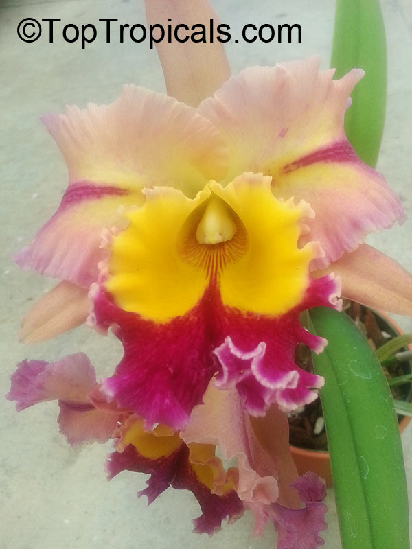 Cattleya sp., Cattleya Orchid. Blc. Paradise Jewel 'Flame'