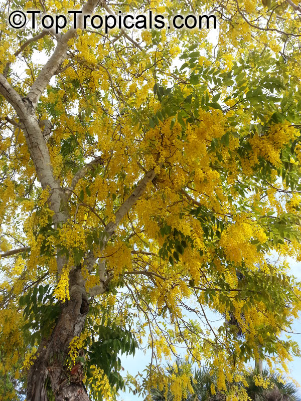 Cassia fistula, Golden Shower Tree, Indian Laburnum, Ratchaphruek