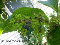 Vangueria infausta , Wild Medlar 

Click to see full-size image