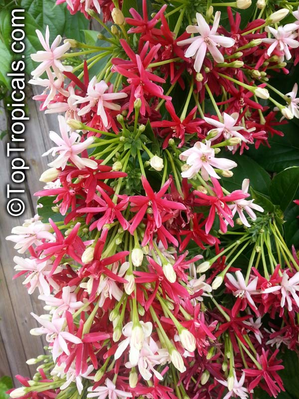 Rangoon Creeper Plant (quisqualis indica)