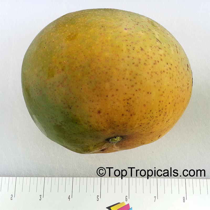 Mangifera indica, Mango