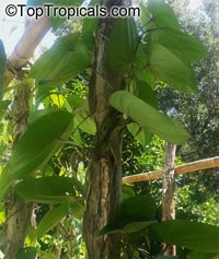 Dioscorea alata, Purple Yam, Winged Yam

Click to see full-size image