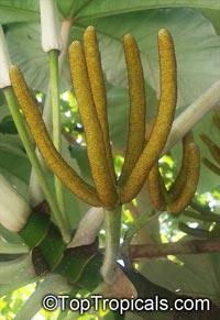 Cecropia peltata, Cecropia, Yagrumo, Guarumo