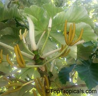 Cecropia peltata, Cecropia, Yagrumo, Guarumo

Click to see full-size image